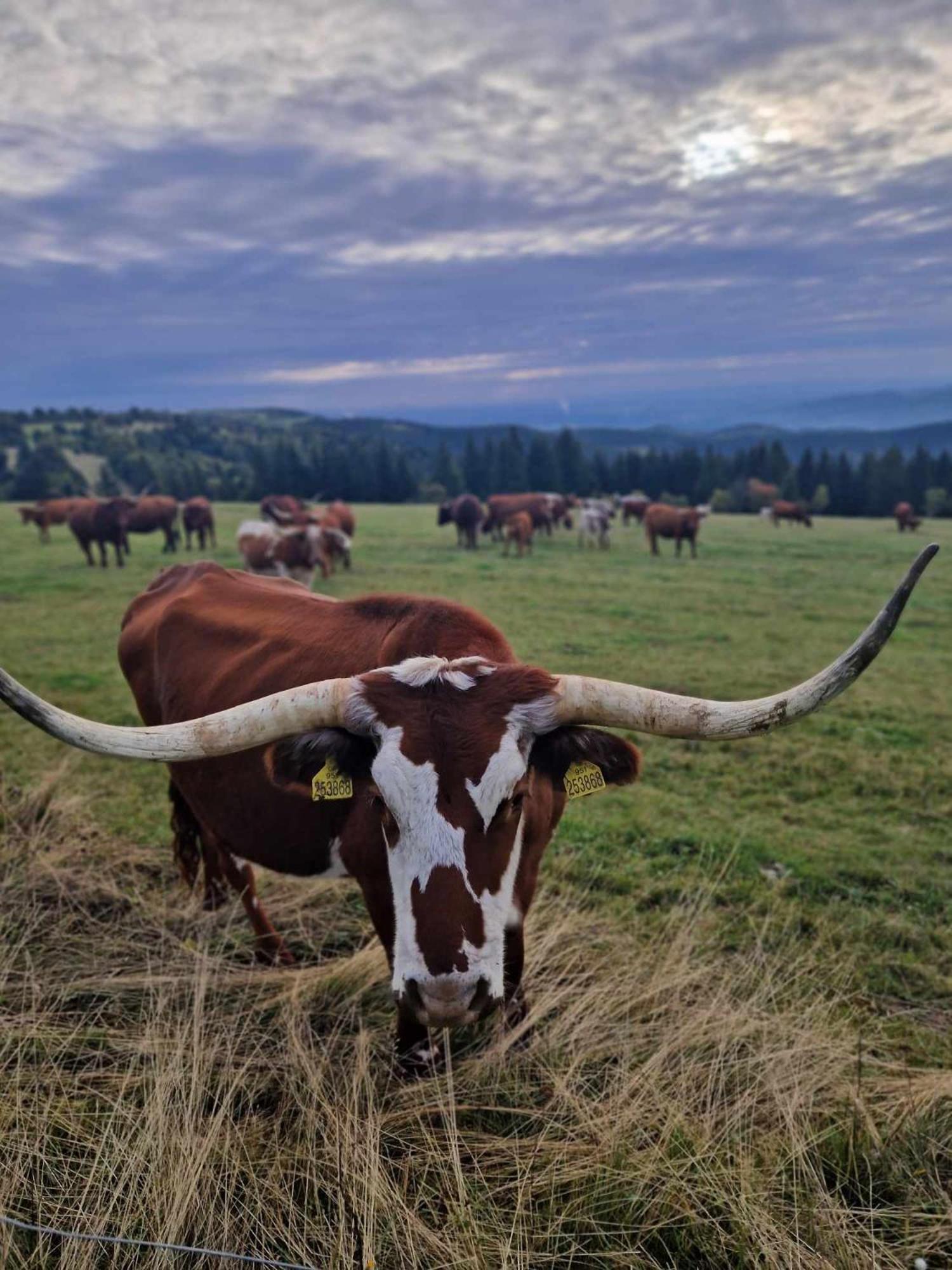 Chata Jeleni Drevenice S Vlastni Virivkou Horni Halze Extérieur photo